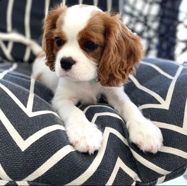 cavalier king charles cuccioli sani per case amorevoli | Foto 1
