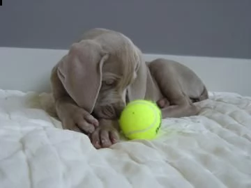simpatico e dolce cucciolo di weimaraner