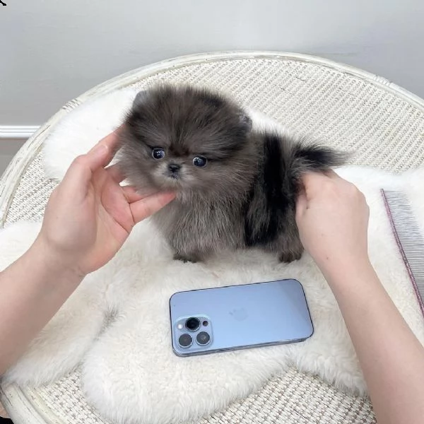 pomeranian cuccioli sani per case amorevoli* | Foto 2