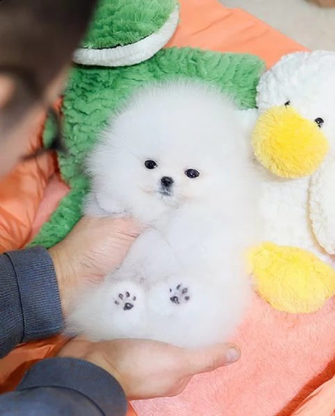 pomeranian cuccioli sani per case amorevoli* | Foto 1