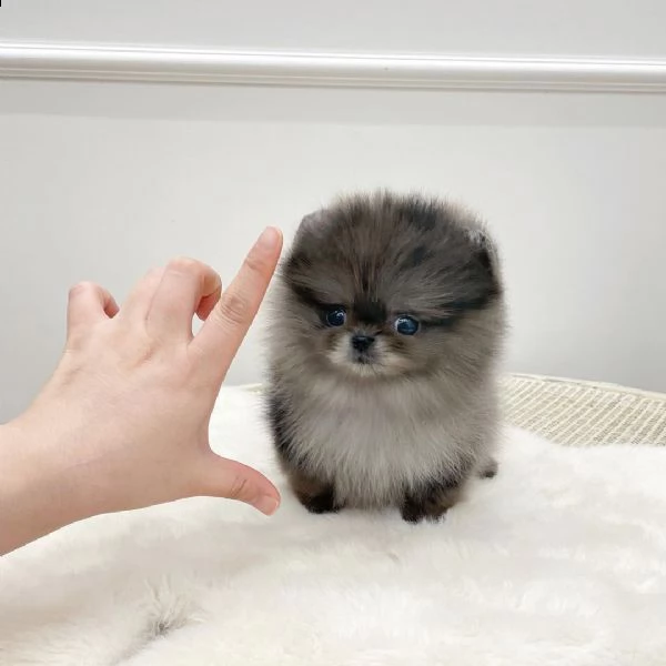 pomeranian cuccioli sani per case amorevoli* | Foto 0