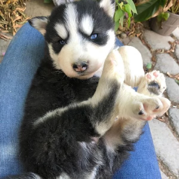 siberian husky cuccioli sani per case amorevoli | Foto 2