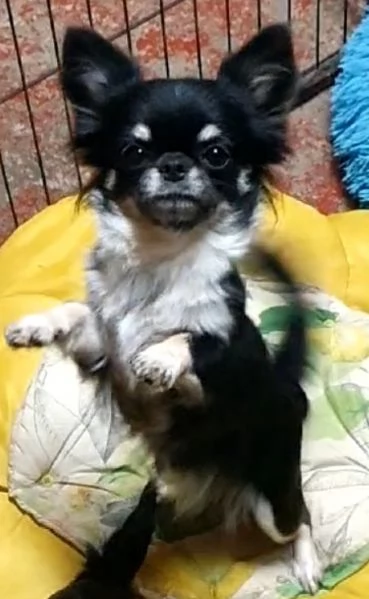 chihuahua toy pedigree  | Foto 2