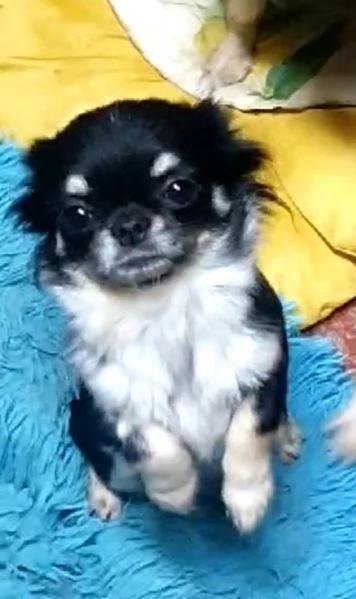 chihuahua toy pedigree  | Foto 1