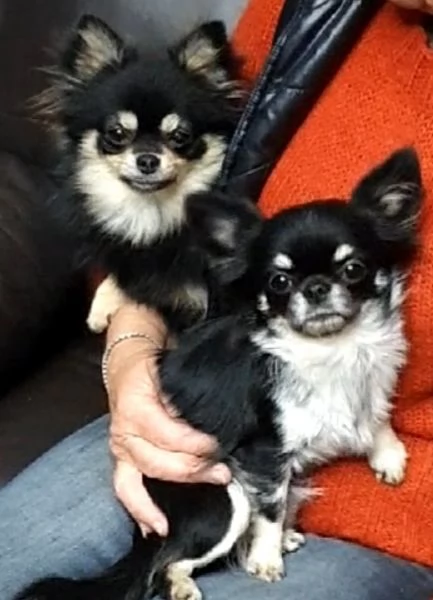 chihuahua toy pedigree 