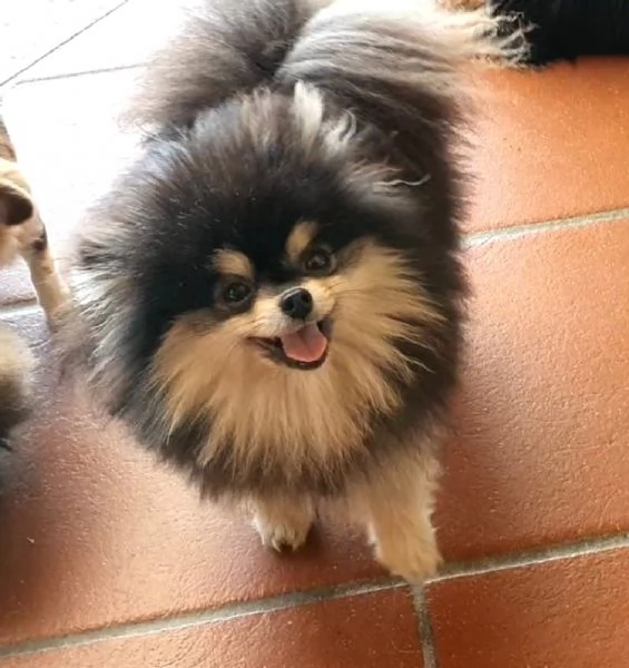 Volpino di pomerania mini toy pedigree  | Foto 0