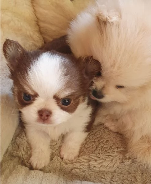 Chihuahua toy pedigree 