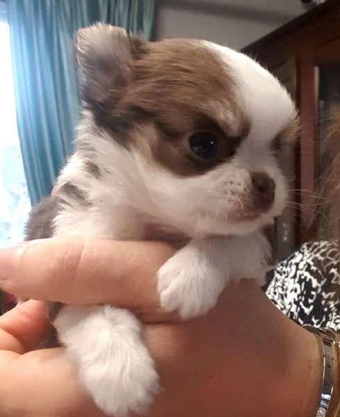 Chihuahua toy pedigree  | Foto 3