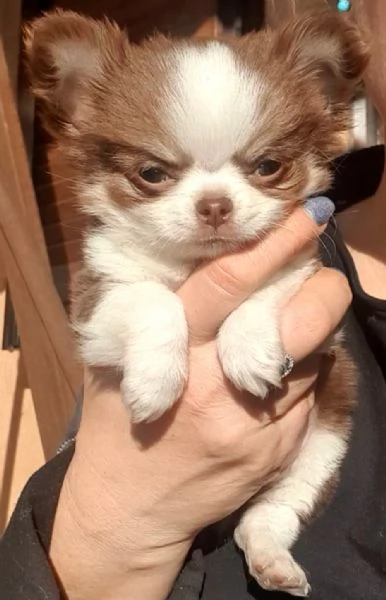 Chihuahua toy pedigree  | Foto 2