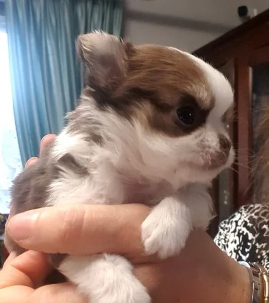 Chihuahua toy pedigree  | Foto 1