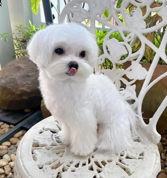 cuccioli maltesi sani(+393509706299)