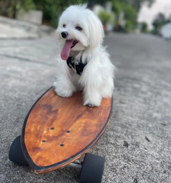 cuccioli maltesi pedigree (+393509706299)