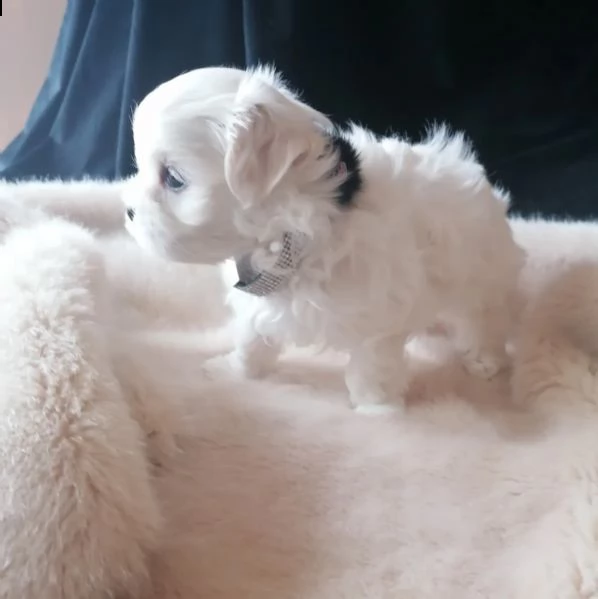 bellissimi cuccioli maltese toy con pedigree | Foto 2