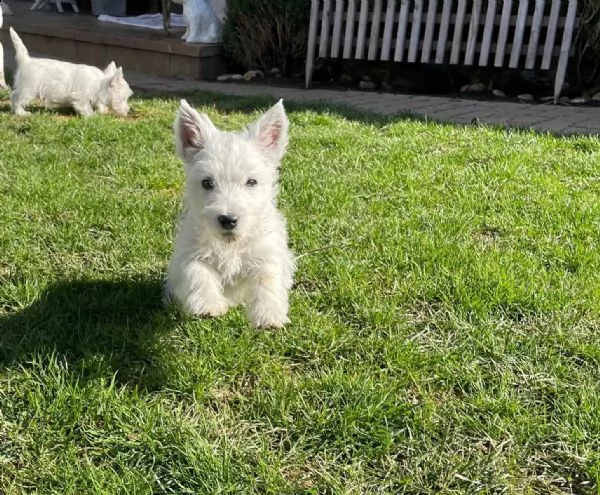 west highland white terrier cuccioli