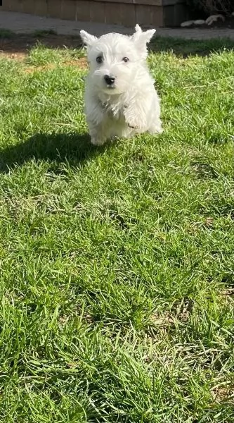 west highland white terrier cuccioli | Foto 4