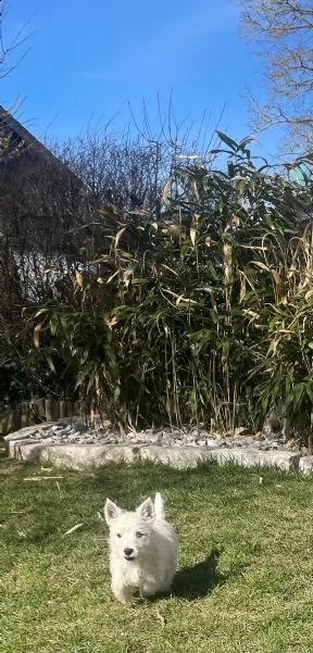 west highland white terrier cuccioli | Foto 3