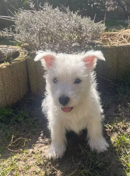 west highland white terrier cuccioli | Foto 2