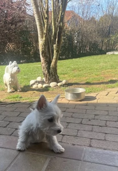 west highland white terrier cuccioli | Foto 1