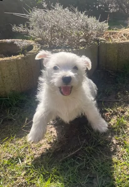 west highland white terrier cuccioli | Foto 0