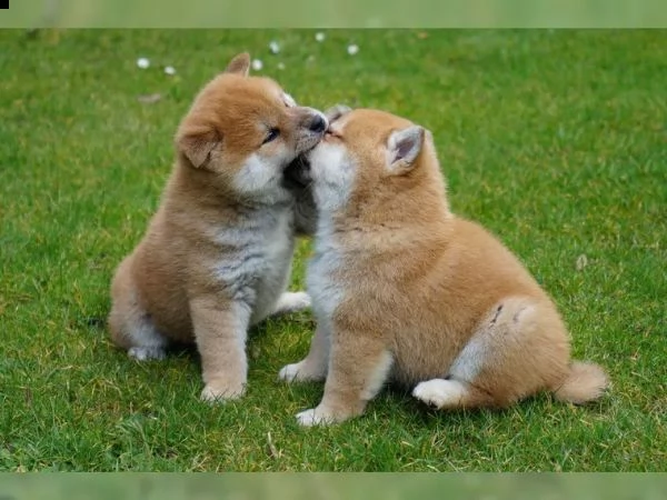 meravigliose cuccioli di shiba inu maschio e femmina 