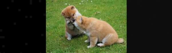 meravigliose cuccioli di shiba inu maschio e femmina  | Foto 3