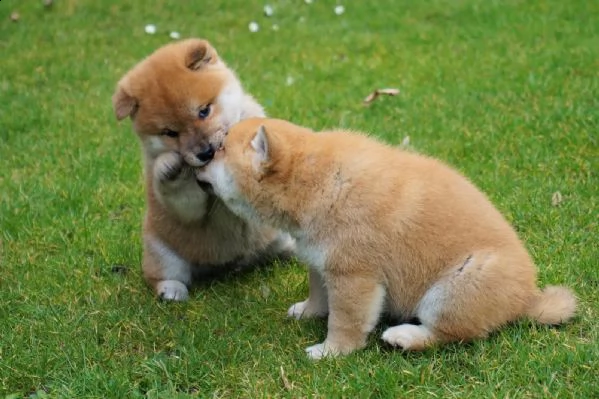 meravigliose cuccioli di shiba inu maschio e femmina  | Foto 2