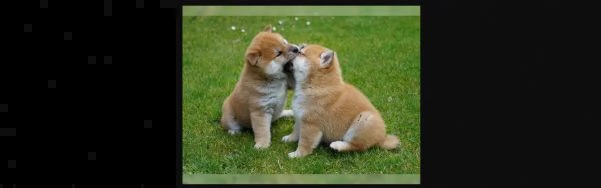 meravigliose cuccioli di shiba inu maschio e femmina  | Foto 0