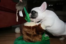 stupendi cuccioli di bouledogue francese | Foto 0