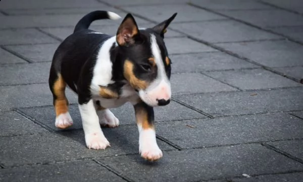 cuccioli di bull terrier con pedigree