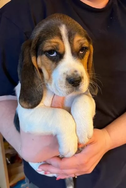 cuccioli di beagle tricolore