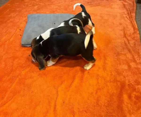 cuccioli di beagle tricolore | Foto 3