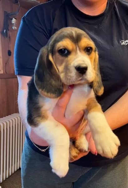 cuccioli di beagle tricolore | Foto 2