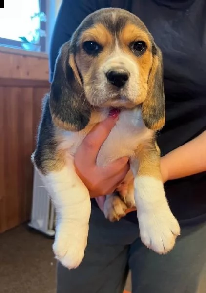 cuccioli di beagle tricolore | Foto 0