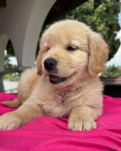 CUCCIOLI DI GOLDEN RETRIEVER DISPONIBILI | Foto 1