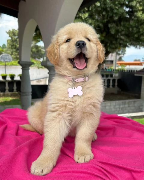 CUCCIOLI DI GOLDEN RETRIEVER DISPONIBILI | Foto 0
