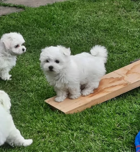 Disponibili cuccioli maltesi toyDisponibili cuccioli maltesi toy | Foto 2