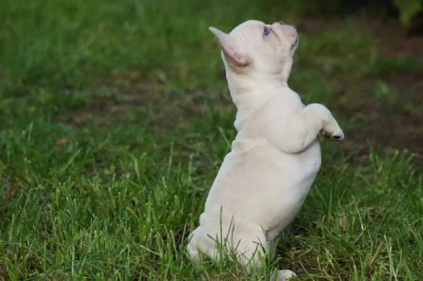 Disponibili fantastici cuccioli di Bouledogue francese, | Foto 2