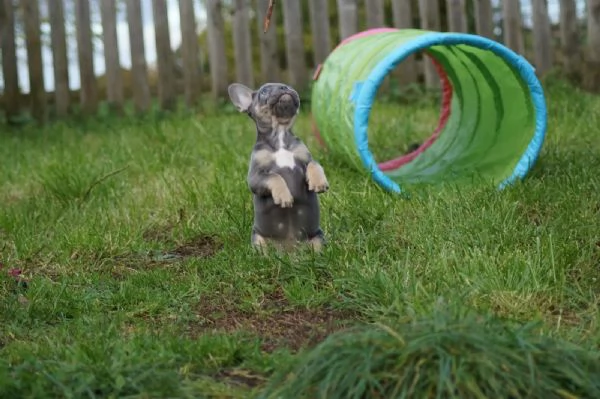 Disponibili fantastici cuccioli di Bouledogue francese, | Foto 1