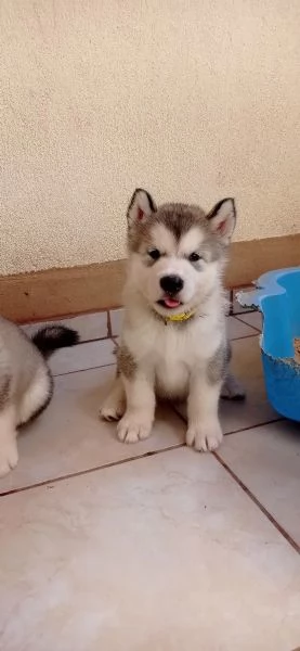 Alaskan Malamute cuccioli | Foto 1