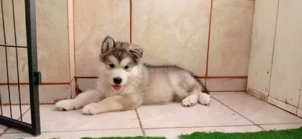 Alaskan Malamute cuccioli | Foto 1