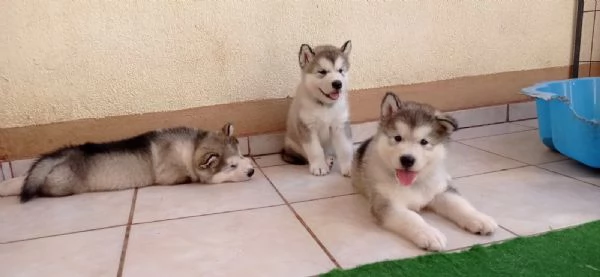 Alaskan Malamute cuccioli