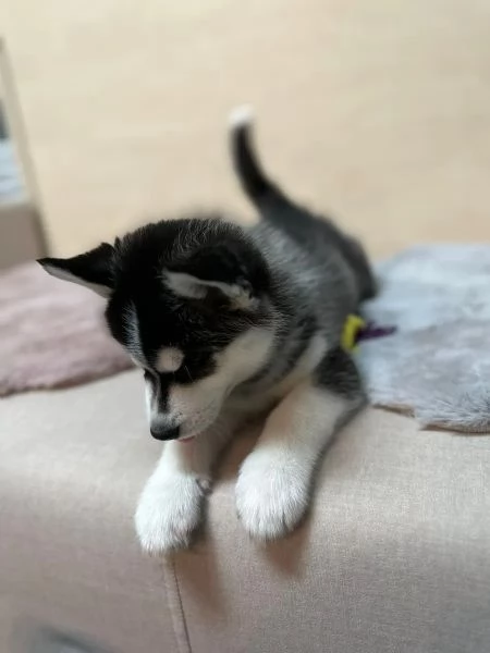 SIBERIAN HUSKY OCCHI COLOR GHIACCIO STUPENDI | Foto 2