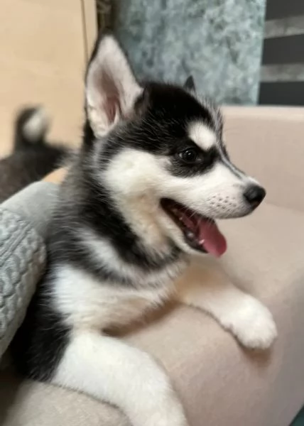 SIBERIAN HUSKY OCCHI COLOR GHIACCIO STUPENDI | Foto 1