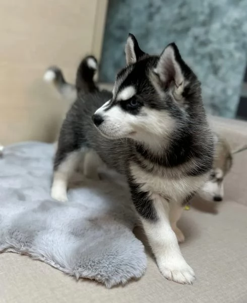 SIBERIAN HUSKY OCCHI COLOR GHIACCIO STUPENDI | Foto 0