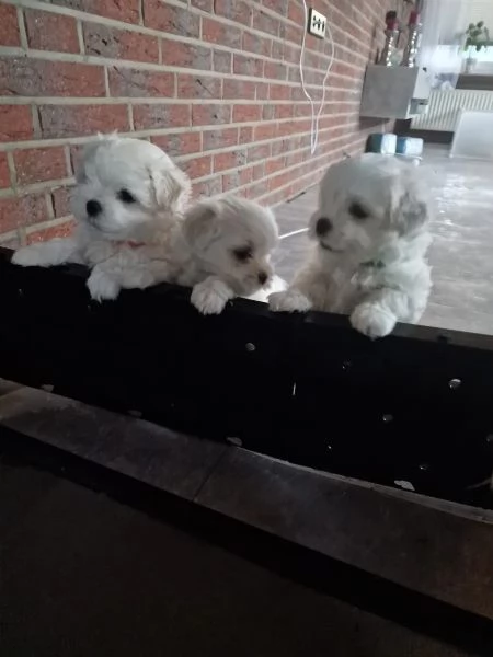 Bellissimi cuccioli di razza maltese | Foto 2