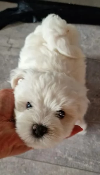 Bellissimi cuccioli di razza maltese