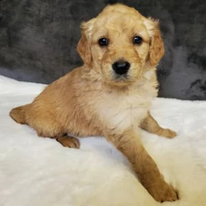  regalo golden retriever 