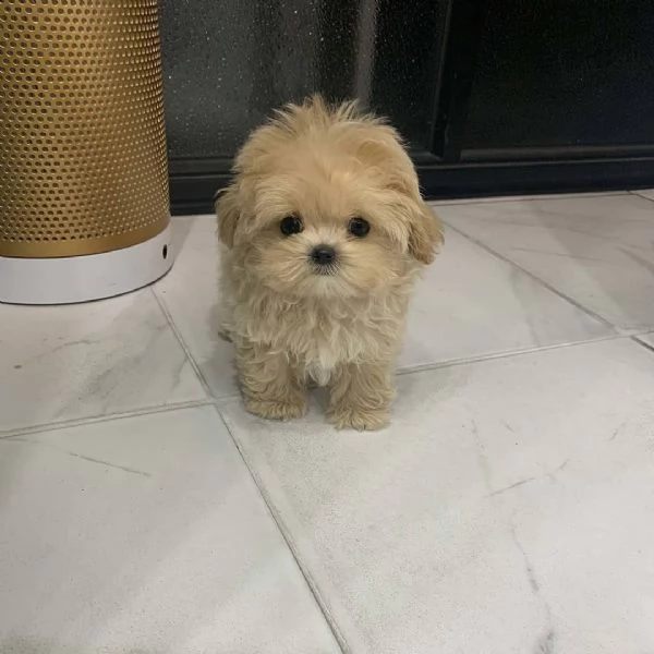 maltipoo cuccioli sani per case amorevoli