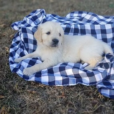 golden retriever cuccioli sani per case amorevoli