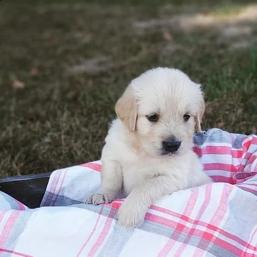 golden retriever cuccioli sani per case amorevoli | Foto 0